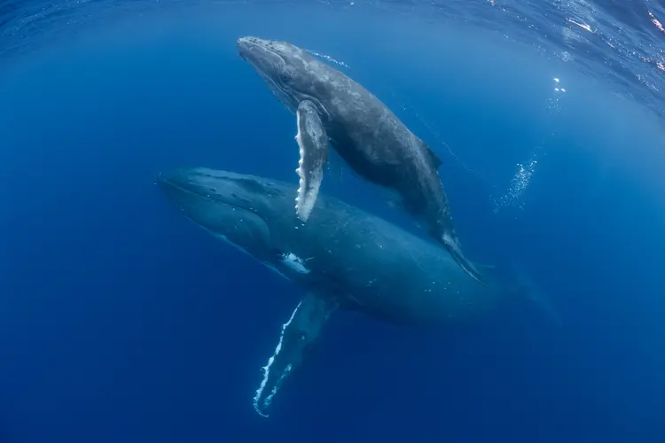 Animais marinhos  (Michael Zeigler/Getty Images)