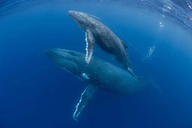 ONU: proteção dos oceanos é prioridade na conferência do Panamá (Michael Zeigler/Getty Images)