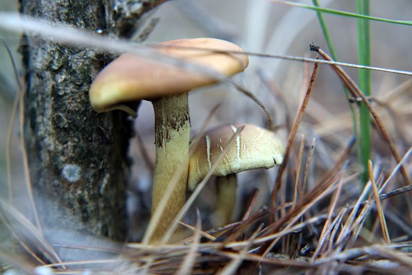 Cogumelos são encontrados em Kiev durante outono ucraniano (Barcroft Media/Getty Images)