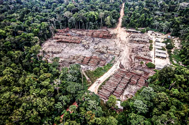 Brasil poderia receber US$ 1 bilhão se o desmatamento de florestas tropicais primárias for reduzido em 10% (Amazônia Real/Divulgação)
