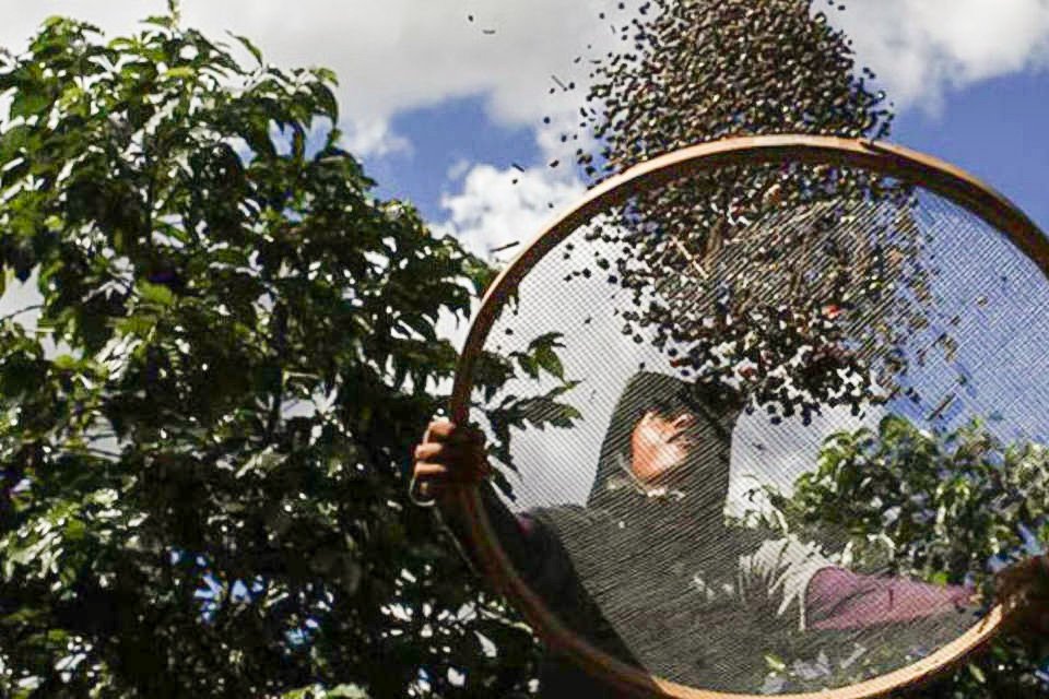 Trabalhador seleciona grãos de café durante colheita em uma fazenda do interior São Paulo: baixos preços no mercado internacional levaram a pedido de recuperação judicial do grupo Terra Forte (Reuters/Nacho Doce)