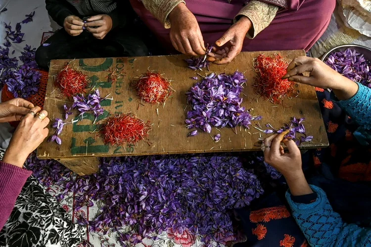 Especiarias: chuvas irregulares dificultam o plantio de açafrão.  (TAUSEEF MUSTAFA/AFP)