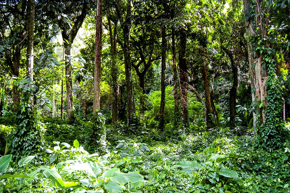 Árvores gigantes da Amazônia podem impulsionar o ecoturismo no Pará