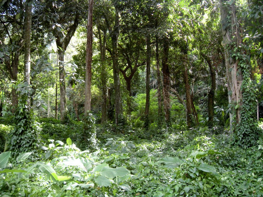 Startup brasileira usa NFTs para promover ESG e preservar áreas florestais