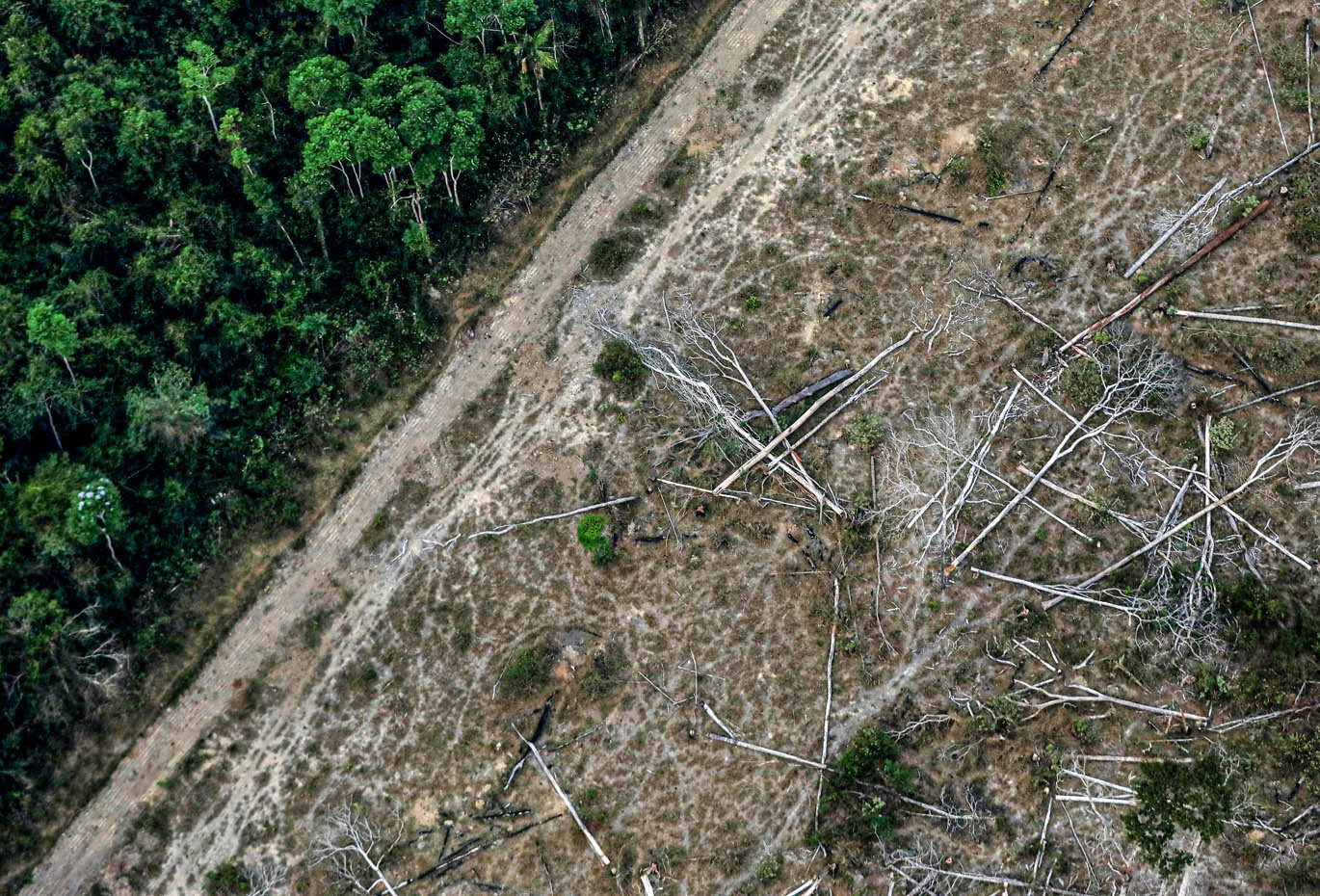 Senadores americanos dizem que Bolsonaro apoia ação ilegal na Amazônia