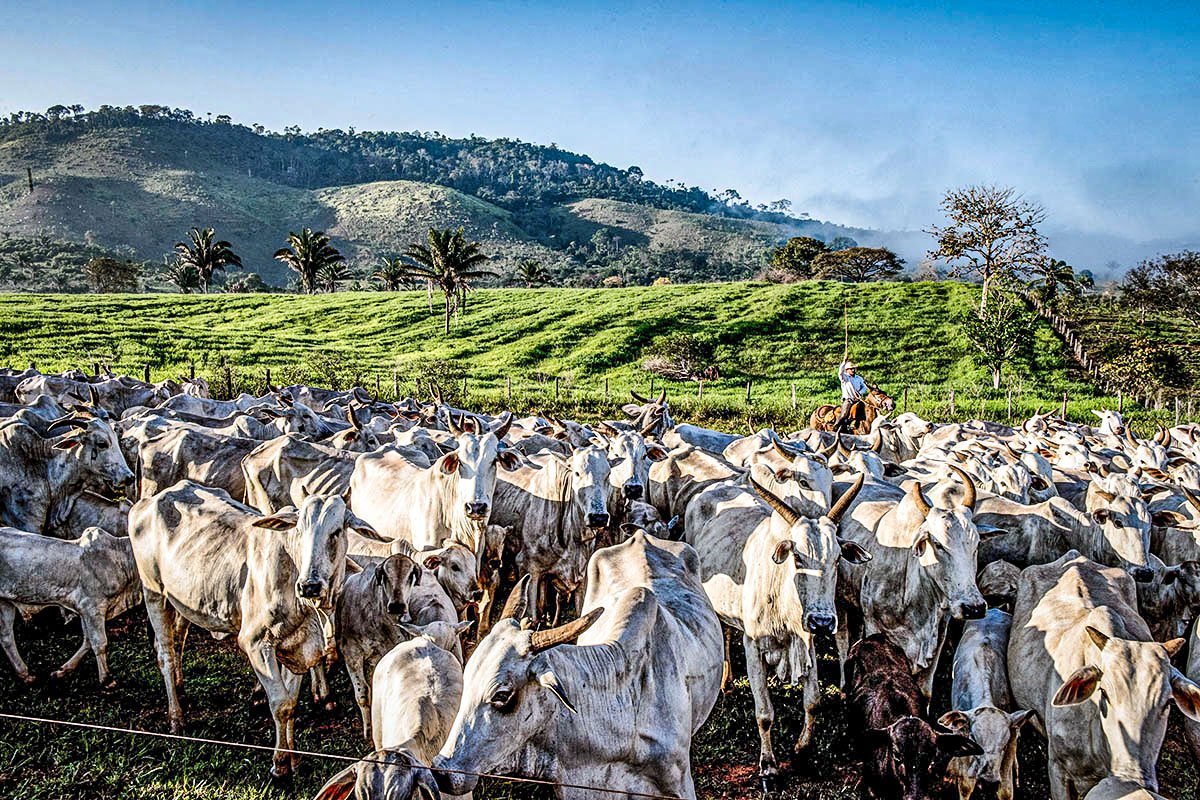 Frigoríficos brasileiros e importadores chineses lançam aliança por sustentabilidade