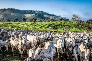 Imagem referente à matéria: Pecuária sustentável poderia frear emissões de metano no Brasil, defendem ambientalistas