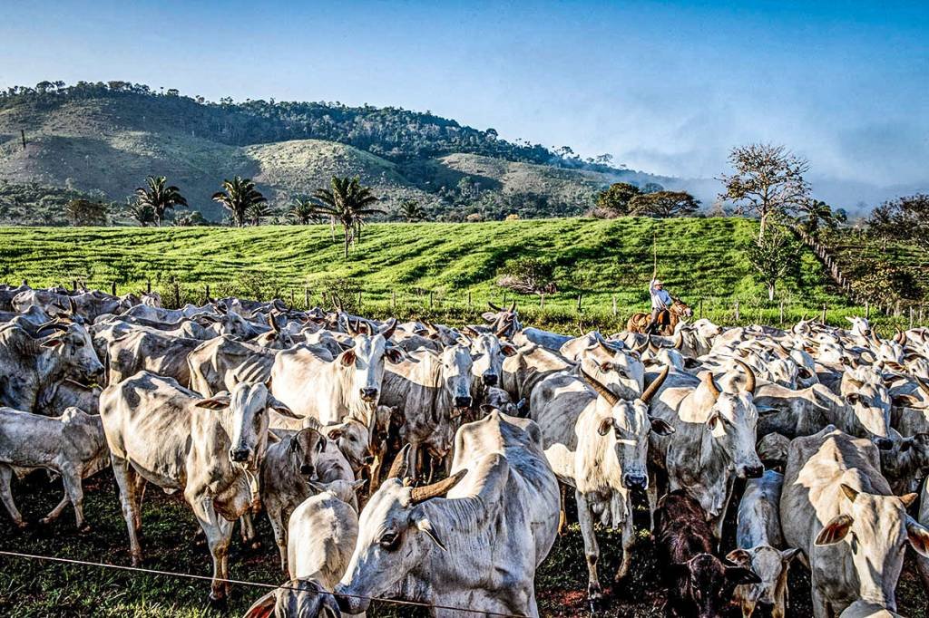Fazenda de pecuária: Rastreabilidade pode colocar Brasil como referência em agropecuária sustentável (Germano Lüders/Exame)