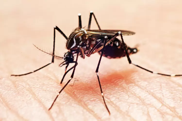 Mosquito da dengue: Ministério da Saúde do Brasil já projeta um aumento de casos da doença no país no ano que vem (Joao Paulo Burini/Getty Images)