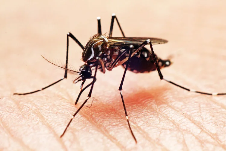 Aedes aegypti: mosquito transmissor da dengue. (Joao Paulo Burini/Getty Images)