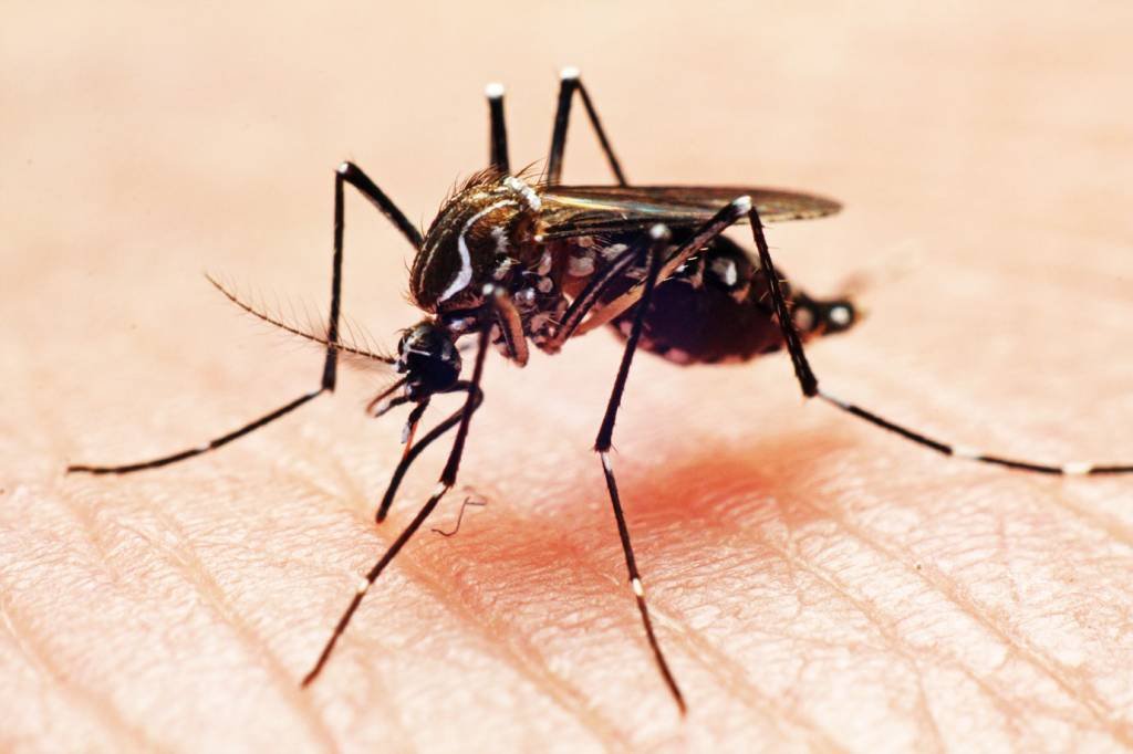 Cidade de São Paulo registra primeira morte por dengue em 2024