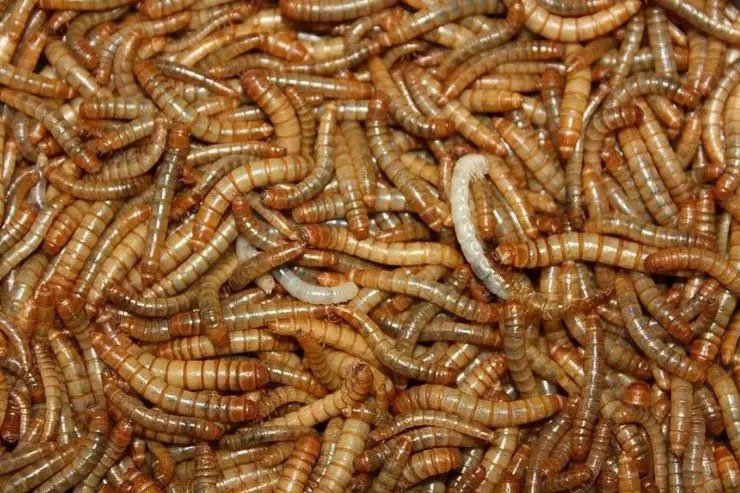 Revolução da proteína: larva é 1º inseto considerado comida na União Europeia