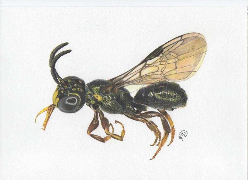 A nova espécie de abelha descoberta é facilmente distinguida pelo padrão de manchas faciais e cor amarelo-mel das pernas, assim como a genitália masculina bastante diferenciada (Favizia Freitas de Oliveira/Divulgação)