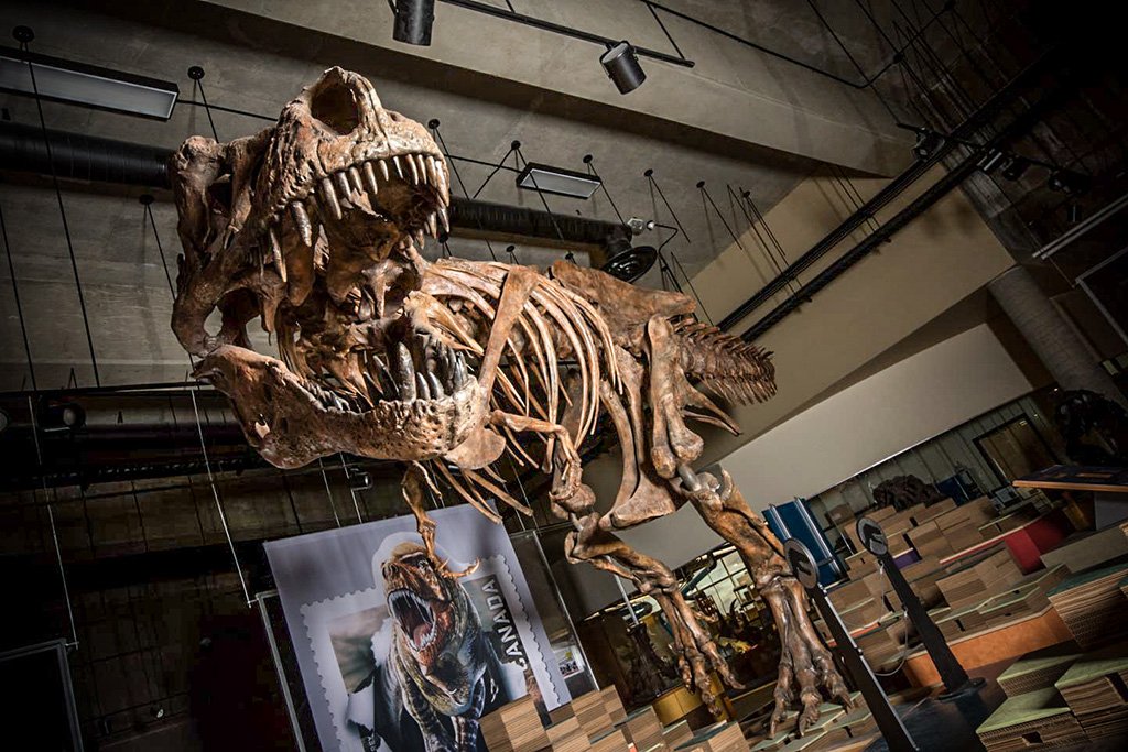 Esqueleto de um Tiranossauro Rex: pouco se sabe ainda da vida dessa espécie de dinossauro quando jovem (Amanda Kelley/Divulgação)