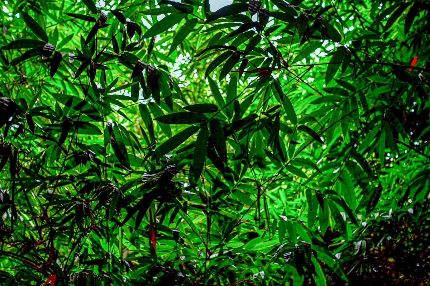 Boom do mercado de títulos verdes exclui países com maior risco climático