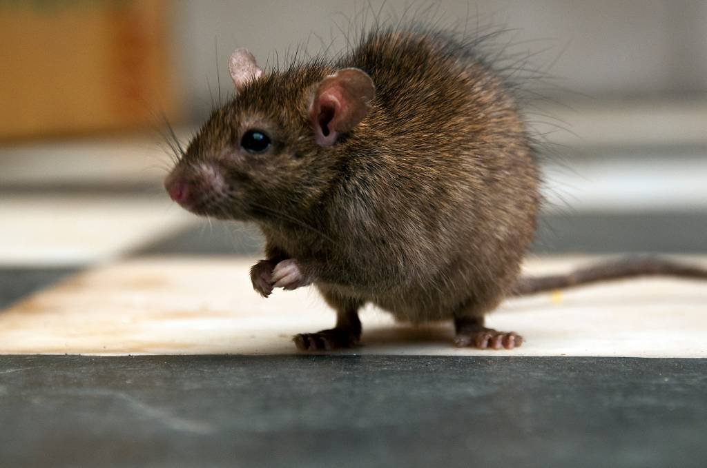 Pela 1ª vez, cientistas fotografam um dos roedores mais raros do