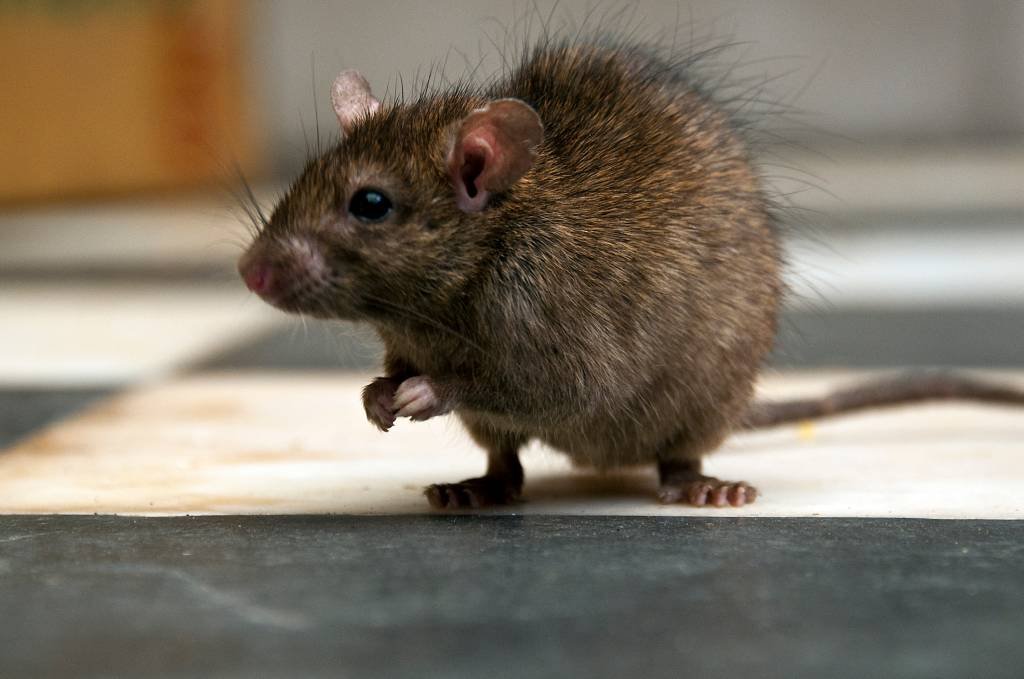 Cientistas alemães fazem ratos paralisados voltar a andar