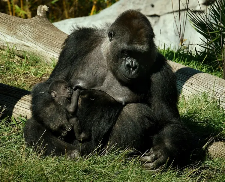 Animais: gorila foi um dos vários símios de sua espécie no zoológico de San Diego que testaram positivo para o coronavírus. (AFP/AFP)