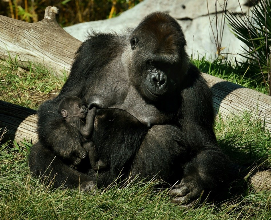 Gorilas de zoológico são diagnosticados com covid-19 nos EUA