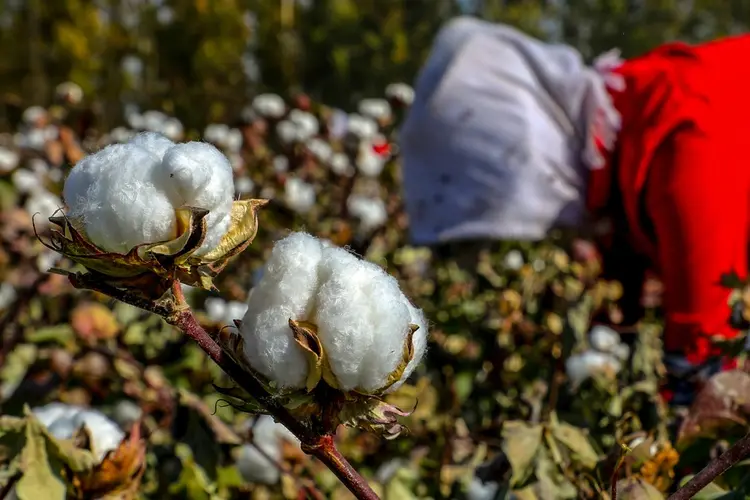 Plantação de algodão na região de Xinjiang, na China: Reino Unido passará a restringir importações da região, historicamente ligada ao trabalho escravo (AFP/Divulgação)