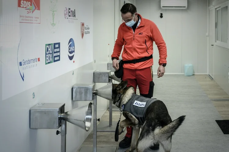 Cachorro: animal é usado para detectar covid-19 (AFP/AFP)