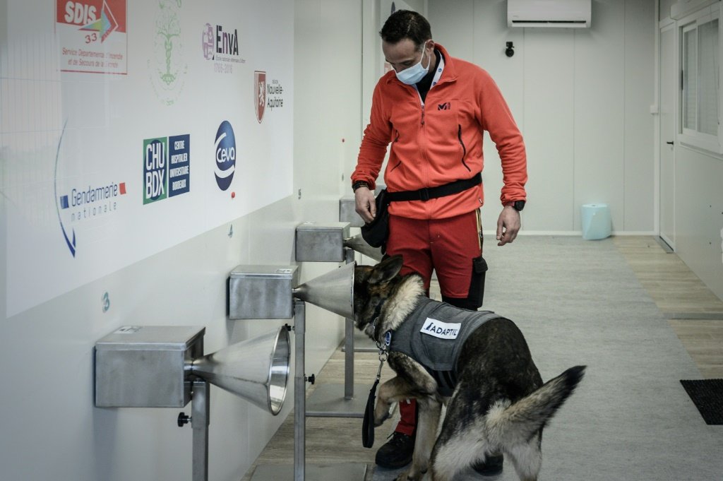 França usa cães para detectar coronavírus na transpiração humana