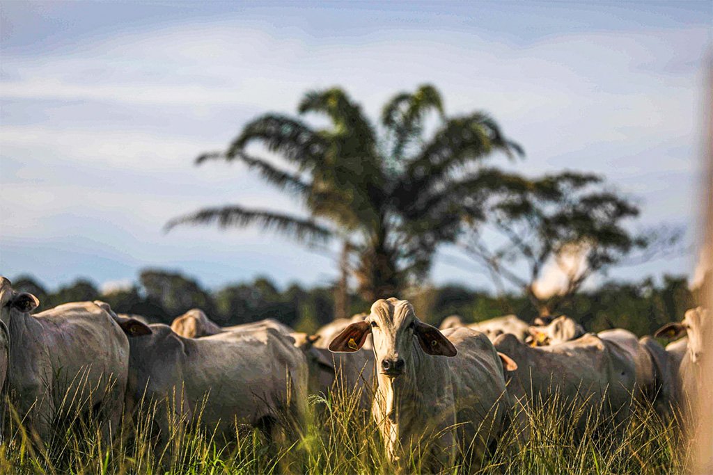 Rebanho de 160 cabeças foi isolado no município de Marabá (PA) após confirmação da doença da vaca louca (Pilar Olivares/Reuters)