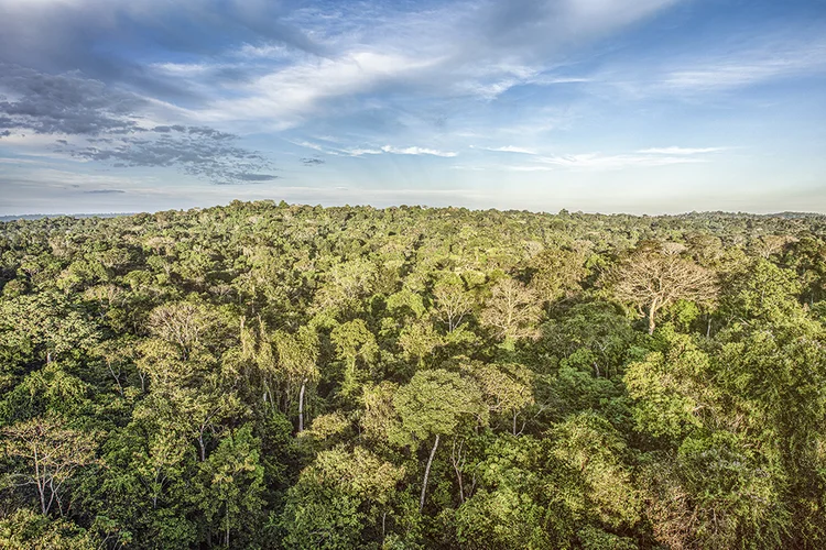 Floresta Amazônica: potencial de até 45 bilhões de dólares em receitas ao país (Ignacio Palacios/Getty Images)