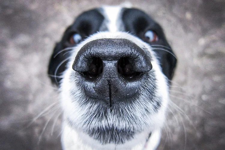 Cachorros: olfato canino pode ser útil para identificar doenças (Stephen Hutchison / 500px/Getty Images)