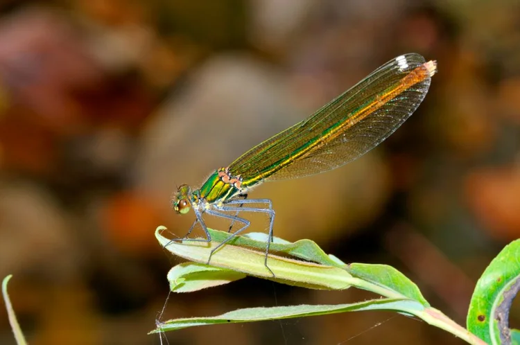 Zygoptera: conhecida também como donzelinha (REDA&CO / Colaborador/Getty Images)