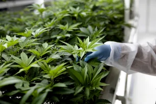 Imagem referente à matéria: Anvisa vota regras para cultivo de cannabis medicinal por empresas nesta quarta-feira, 13