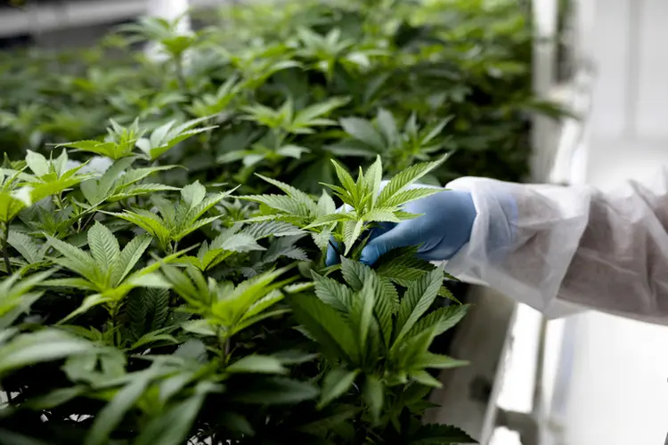 Cannabis: (Bloomberg Creative/Getty Images)