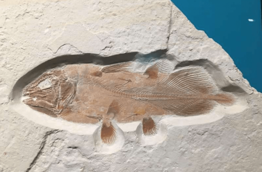 Exemplo de um fóssil completo de celacanto que pertenceu ao período Jurássico (Universidade de Portsmouth/Reprodução)