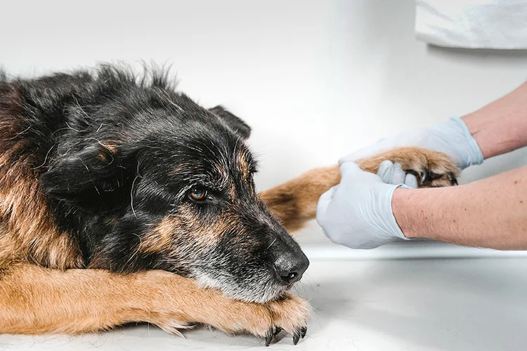 Procure aquele que mais faz sentido para o seu estilo de vida com seu pet e garantir o bem-estar dele a qualquer momento (Pexels/Fotos Públicas)