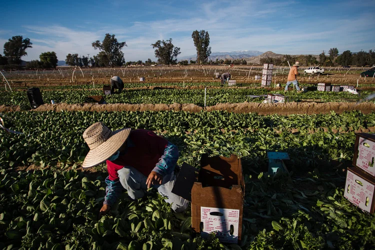 Trabalhadores rurais na Califórnia: pesquisadores da Purdue University estimam que 500.000 profissionais na agricultura tiveram coronavírus e 9.000 morreram (Ariana Drehsler/Reuters)