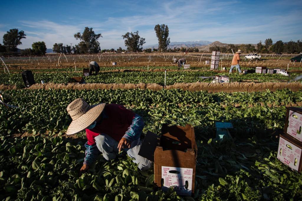 Por que Califórnia escolheu priorizar trabalhadores agrícolas na vacinação