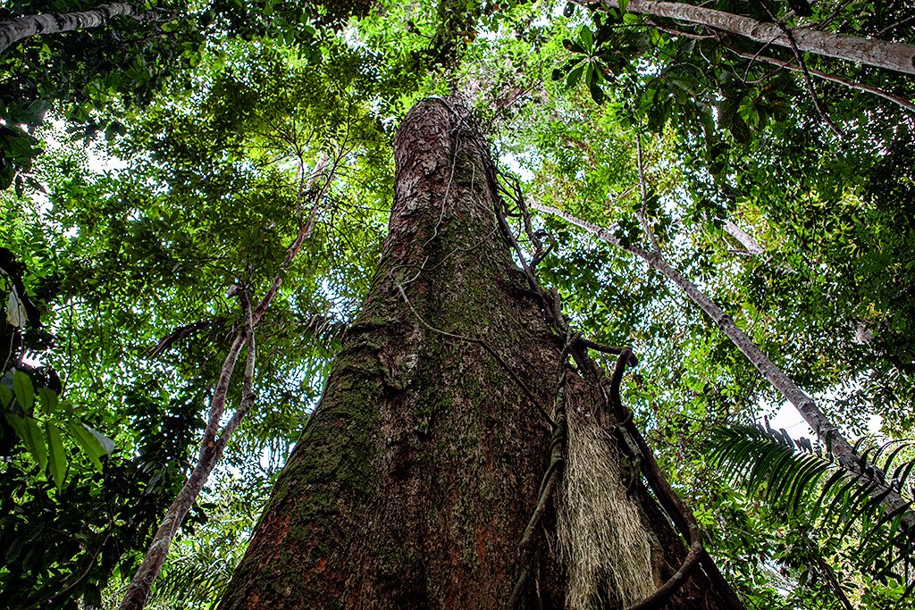Pós-COP26: o que vai acontecer com os créditos de carbono florestais