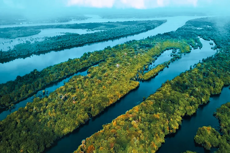 Floresta: contribuição para solução climática  (Pantanal Filmes/Divulgação)
