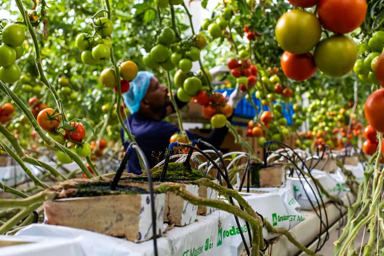 Pure Harvest: startup do Oriente Médio cultiva frutas e verduras no deserto (Christopher Pike/Bloomberg/Getty Images)