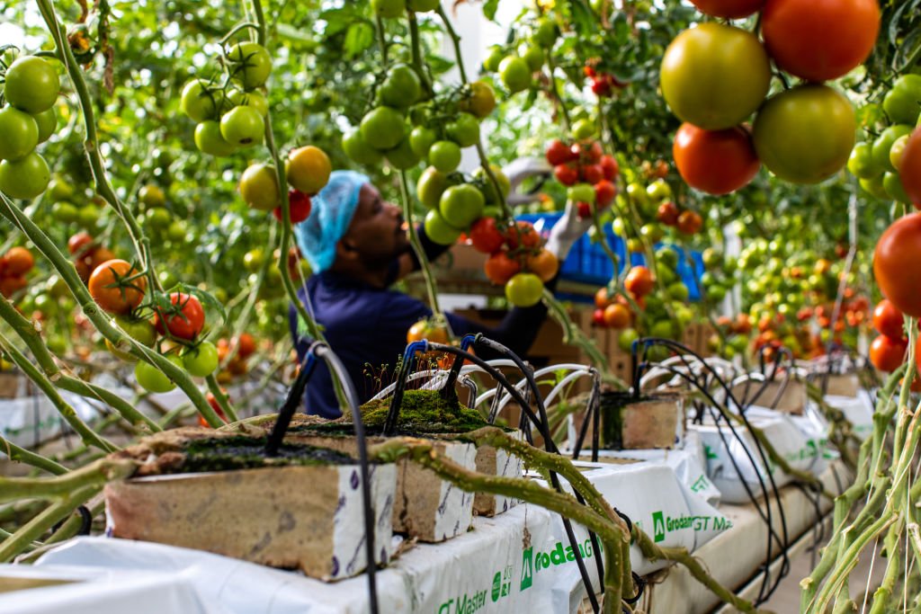 Startup que cultiva alimentos no deserto recebe aporte de US$ 60 mi