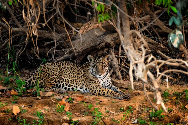 Pantanal: empresários compram terras para formar 'corredor' de preservação na região (Buda Mendes/Getty Images)