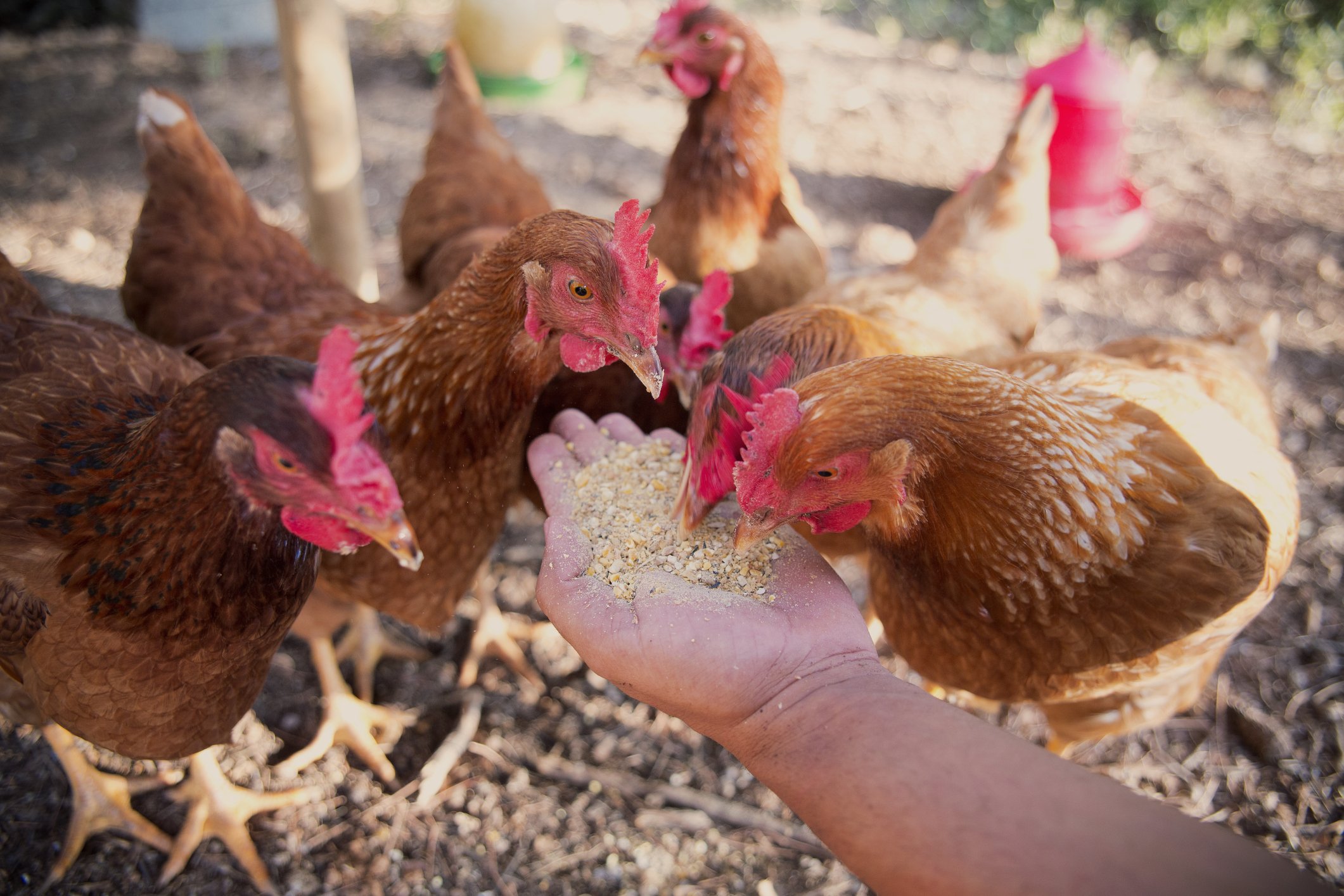 Startup que transforma carbono em ração animal recebe aporte da Total