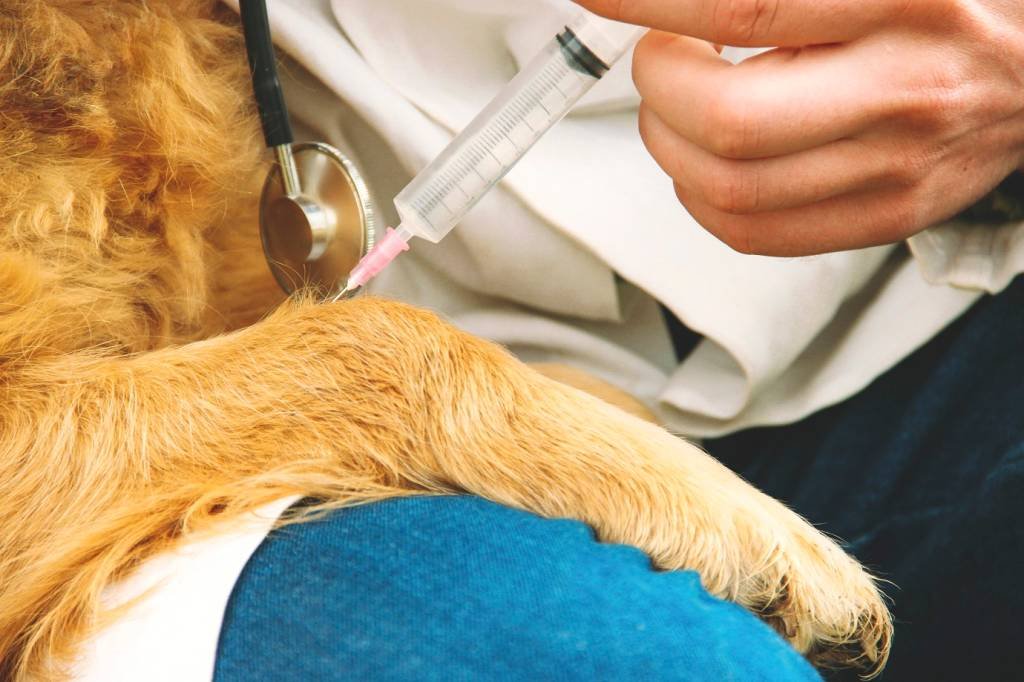 Rússia registra primeira vacina contra covid-19 do mundo para animais