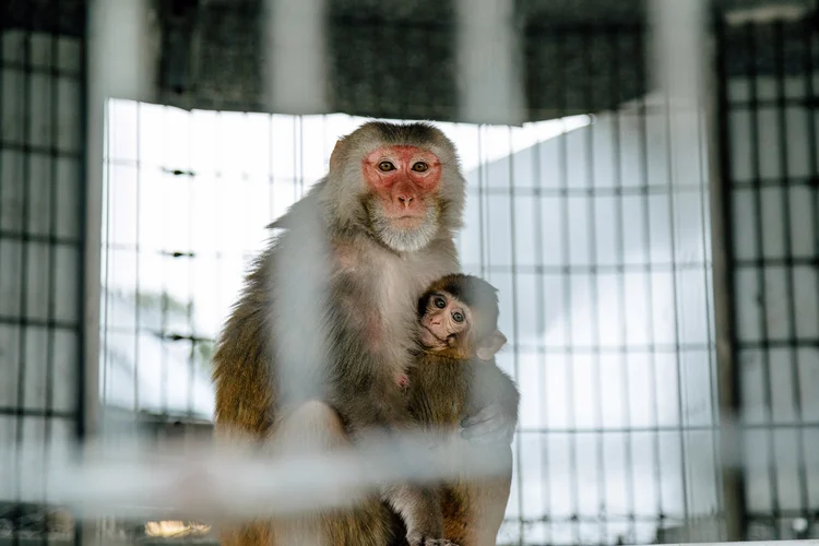 Macacos rhesus rhesus rosados ​​no Centro Nacional de Pesquisa de Primatas da Universidade de Tulane em Covington, Louisiana, fora de Nova Orleans, em 12 de fevereiro de 2021. A pandemia de coronavírus destacou a dependência dos Estados Unidos da China para animais de pesquisa, reavivando os apelos por uma "reserva estratégica de macacos". (Bryan Tarnowski/The New York Times)