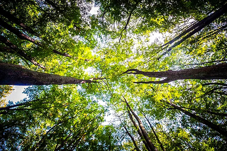 Crédito de carbono: certificados comprovam que 1 tonelada de CO2 deixou de ser emitida na atmosfera (Florian Gaertner / Photothek/Getty Images)