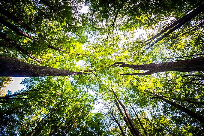 A árvore é maior símbolo da natureza e fundamental para o funcionamento do planeta (Florian Gaertner / Photothek/Getty Images)