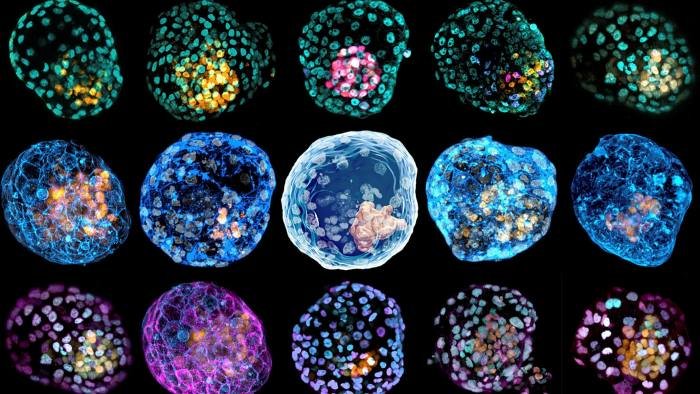 Cientistas criam modelos vivos de embriões humanos pela primeira vez