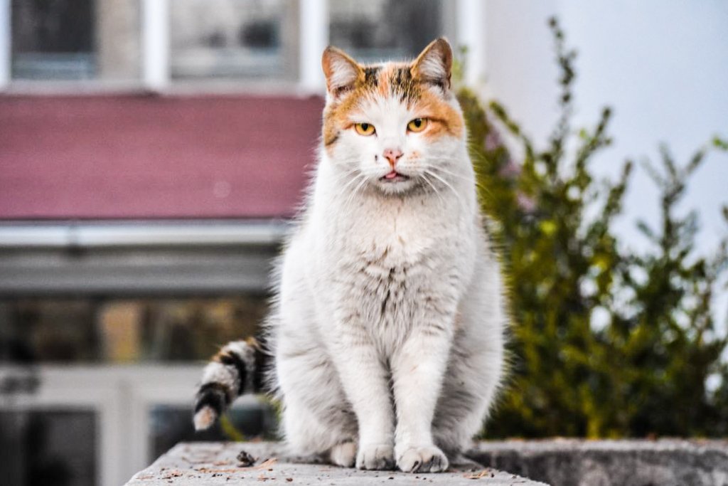 Covid-19: O gato tinha dois tutores e ambos contraíram a doença (Altan Gocher/NurPhoto/Getty Images)