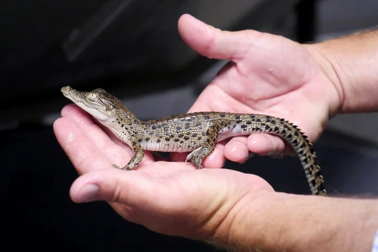 Na fazenda de crocodilos da LVMH em Coolibah, Austrália, em 22 de fevereiro de 2021 (AFP/AFP)