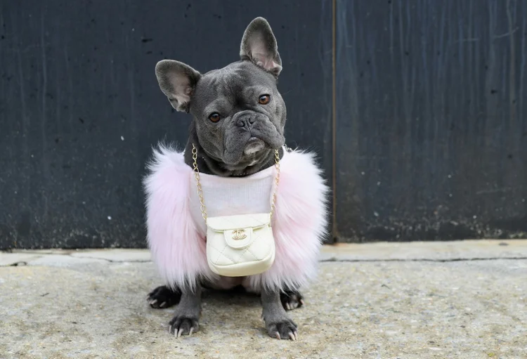 Uma buldogue, chamada Magnolia, durante a Semana de Moda de Nova York (AFP/AFP)